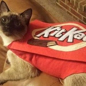 Meet your Posher, Dylan